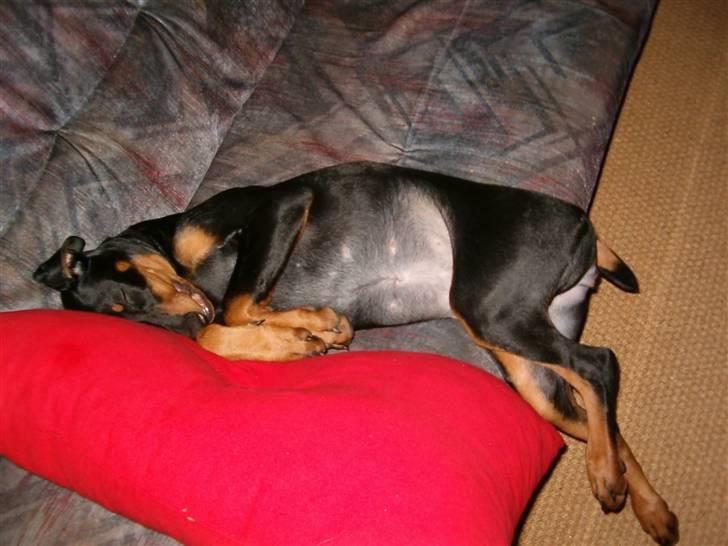 Dobermann Kinney - Kinney i en lur på sofaen ca. 1 år gammel billede 4