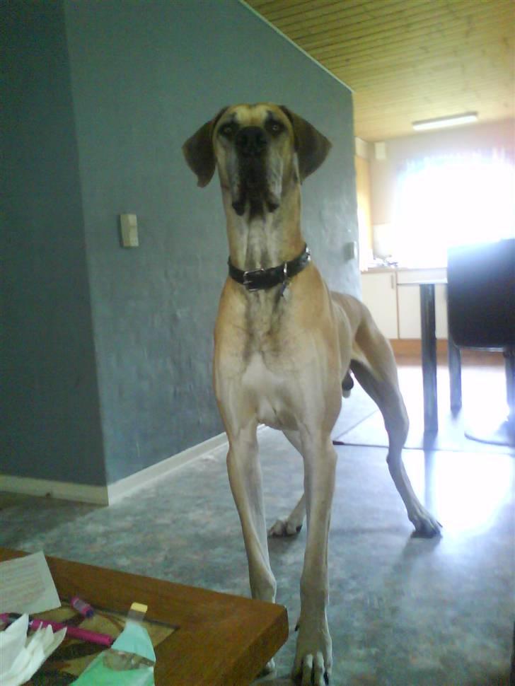 Grand danois GIMLI **HIMMELHUND** - Se nu og kom ud og leg med mig... ;O) billede 3