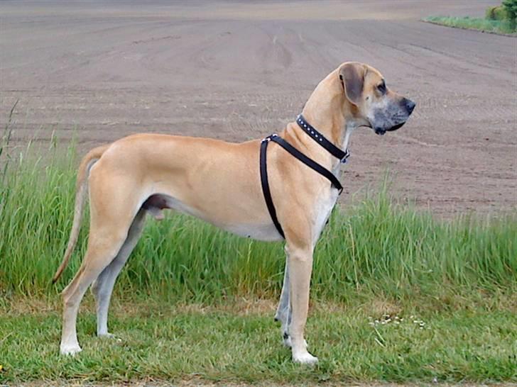 Grand danois GIMLI **HIMMELHUND** - En lille gå tur i det grønne... billede 4