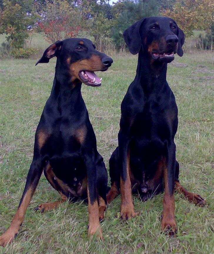 Dobermann Kinney - Kinney sammen med hendes mannd Cassio billede 5