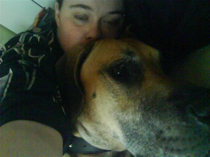 Grand danois GIMLI **HIMMELHUND** - Hygge i sengen er man altd klar til... billede 5