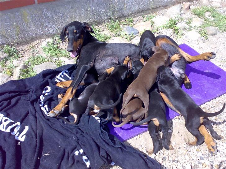 Dobermann Kinney - Så er der fodretid billede 6