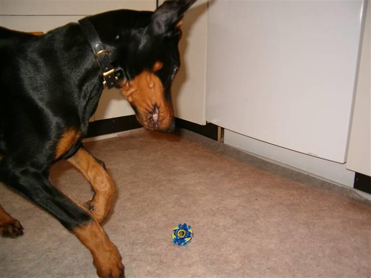 Dobermann Kinney - Jeg må se at fange den snurretop billede 7