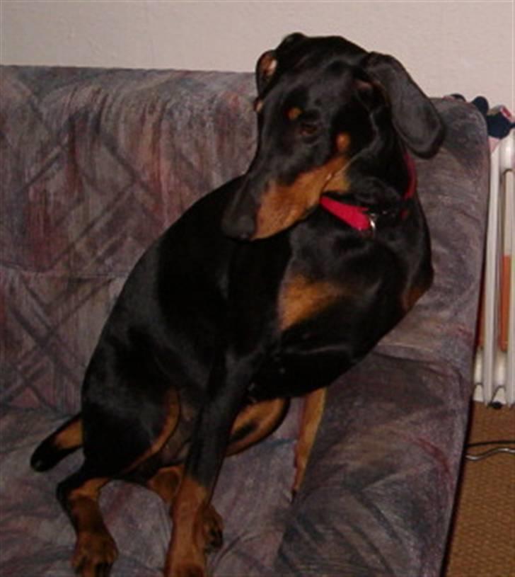 Dobermann Kinney - Kinney godt fornærmet efter et dyrlæge besøg billede 8