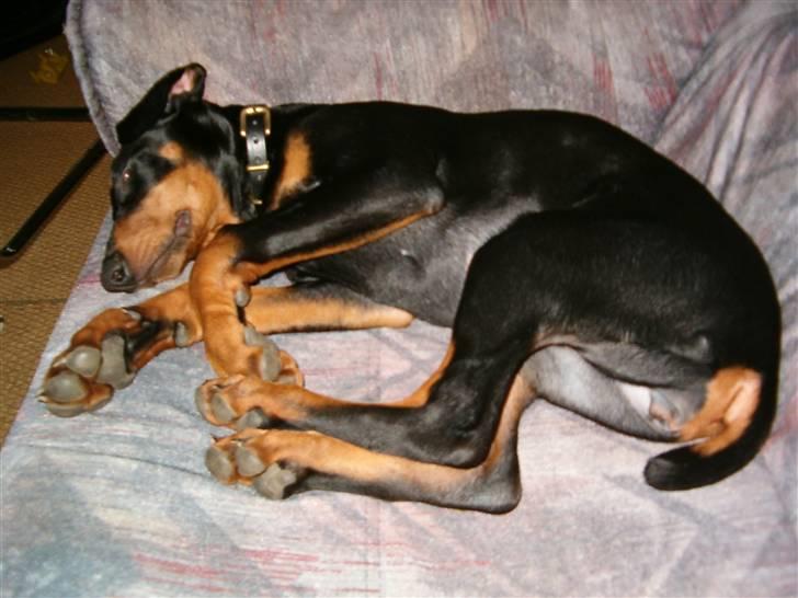 Dobermann Kinney - favorit stedet sofaen he he billede 9