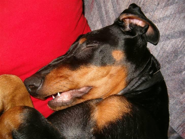 Dobermann Kinney - Sover godt på sofaen billede 10