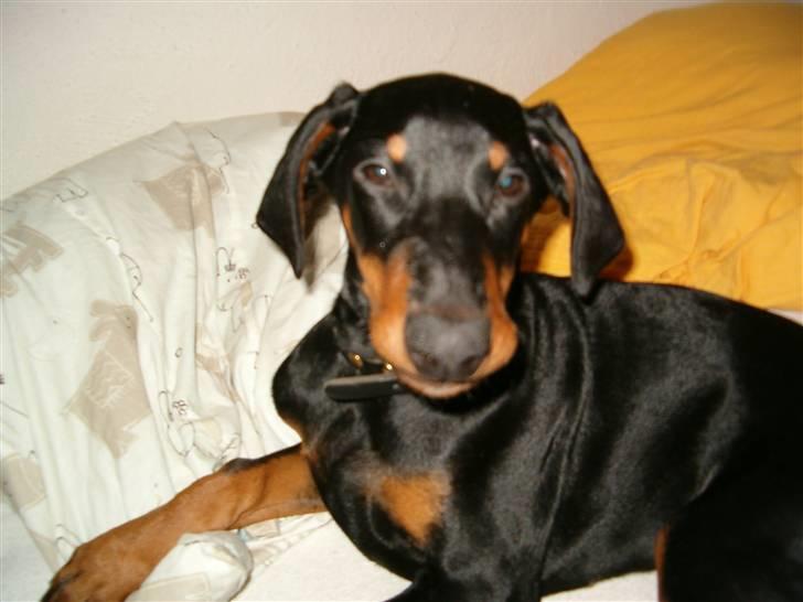 Dobermann Kinney - Eller en lur i sengen er heller ikke værst billede 11