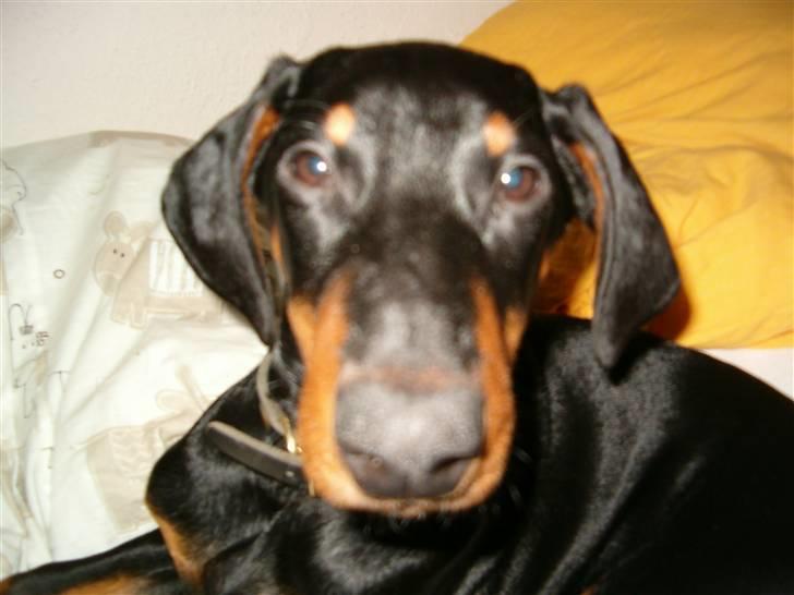 Dobermann Kinney - HVAD??? billede 12
