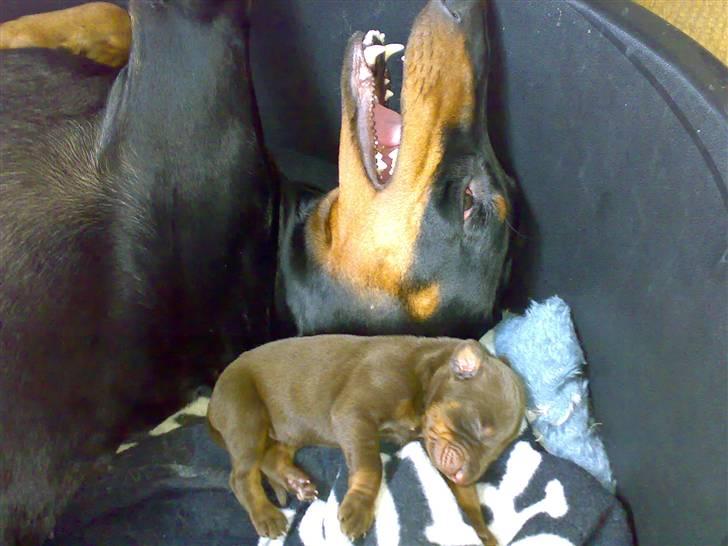 Dobermann Kinney - Kinney med hvalpen Søren Brun billede 13