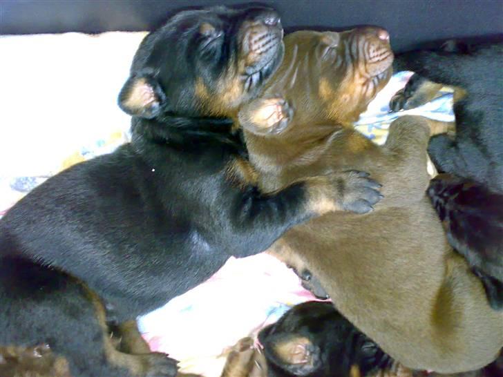 Dobermann Kinney - Kinneys hvalpe der ligger i ske billede 14