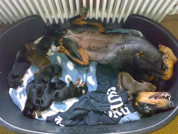 Dobermann Kinney - Dejligt, har lige fået fjernet sting fra kejsersnit billede 15