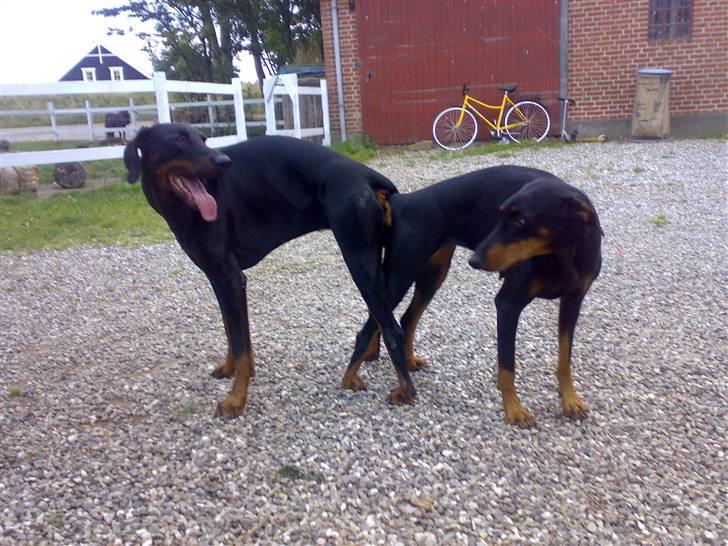 Dobermann Kinney - ØHHH Her er vi ved at lave hvalpe billede 16