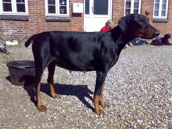 Dobermann Kinney - Ja.. så tyk ser man ud når man skal ha hvalpe billede 17