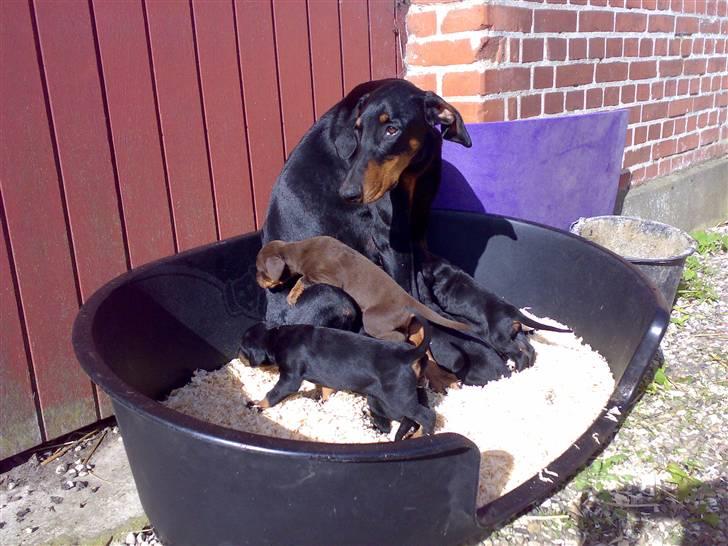 Dobermann Kinney - Fodretid billede 18