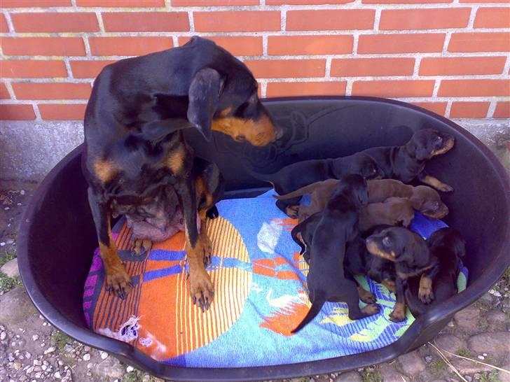 Dobermann Kinney - Så kan i godt ligge jer til at sove, så jeg også kan få en lur billede 19