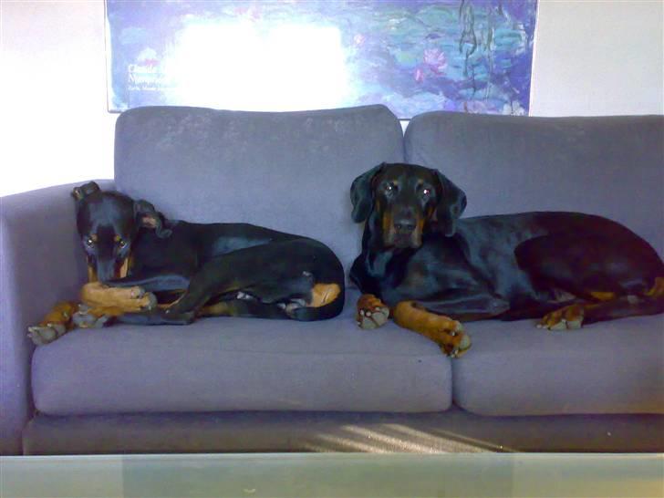 Dobermann Kinney - Mig og min mand Cassio på sofaen billede 20