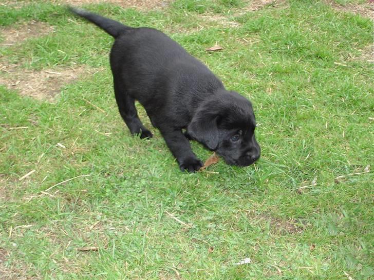Labrador retriever Zafir. - Her er Zafir og mig i køkkenet:D billede 1