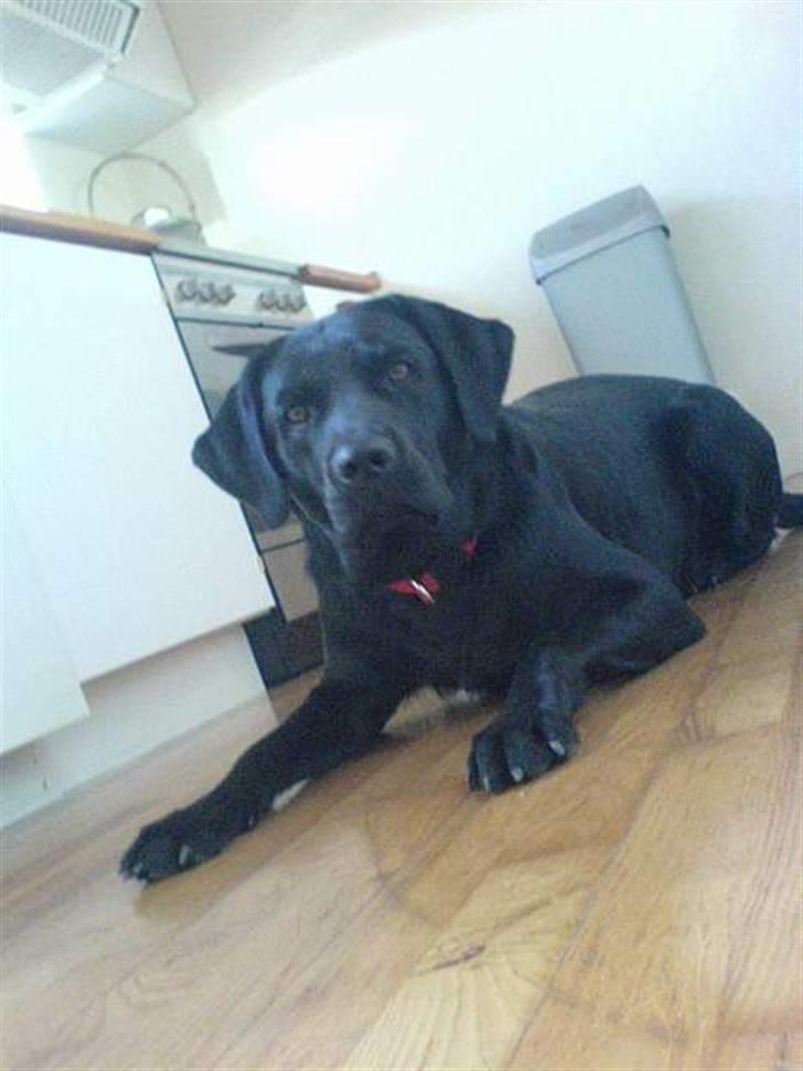 Labrador retriever Zafir. - Her er vi så igen :D billede 2