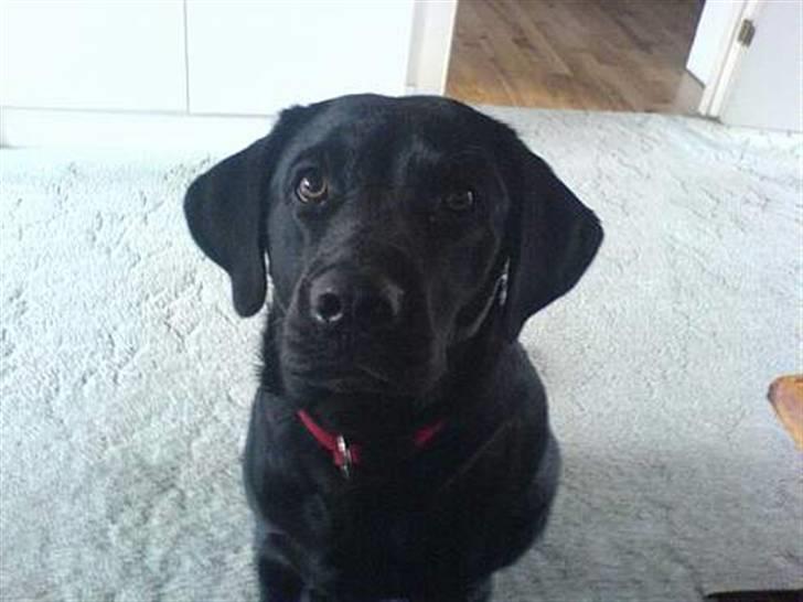 Labrador retriever Zafir. - Og nu er vi altså i stuen d: billede 3