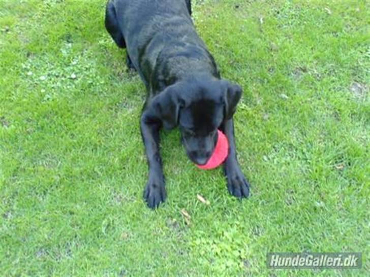 Labrador retriever Zafir. - Her ser duh Zafir ude i haven, og lege! ( Det tog altså lang tid at fange hende & hendes legetøj ) billede 4