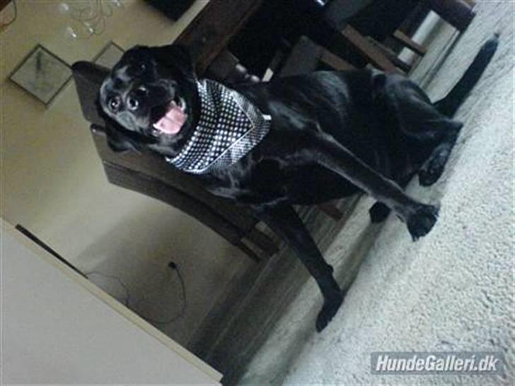 Labrador retriever Zafir. - Her leger mig og Zafir bare indenfor!! billede 5