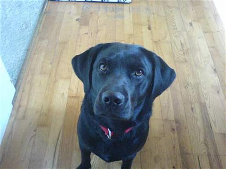 Labrador retriever Zafir. - Nu er hun en hvalp vi, det var dengang vi skulle have hende med hjem:D billede 6