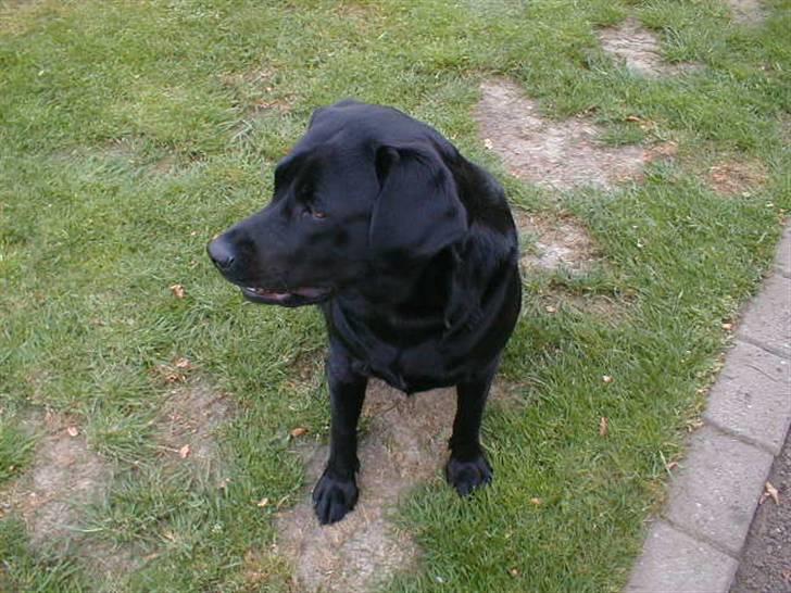 Labrador retriever Zafir. billede 7