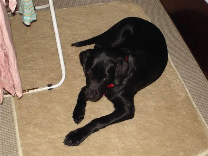 Labrador retriever Zafir. - Her har hun været, hos os i en uge Cirka:) billede 8