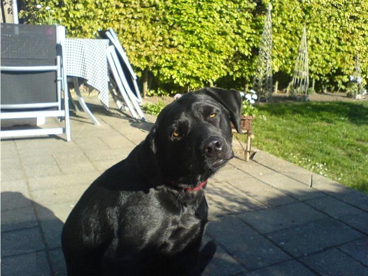 Labrador retriever Zafir. - Ved ikke lige hvad der gik galdt her, hmm.. Måske var hun ikke klar :P billede 9