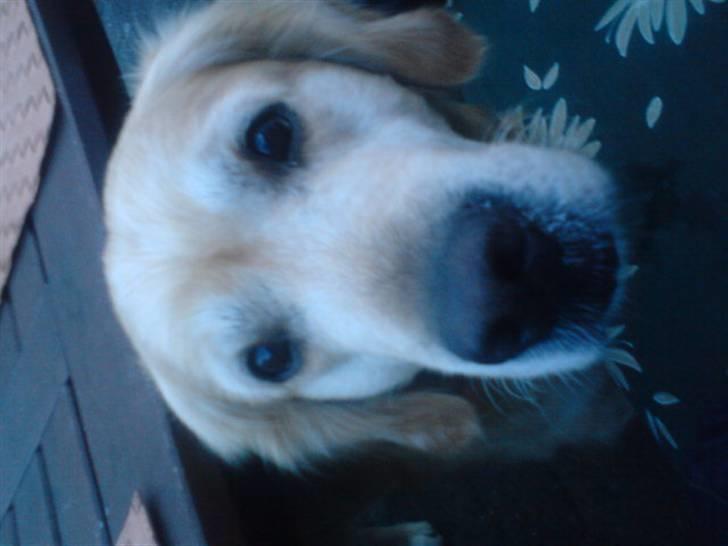 Golden retriever cosmo billede 1