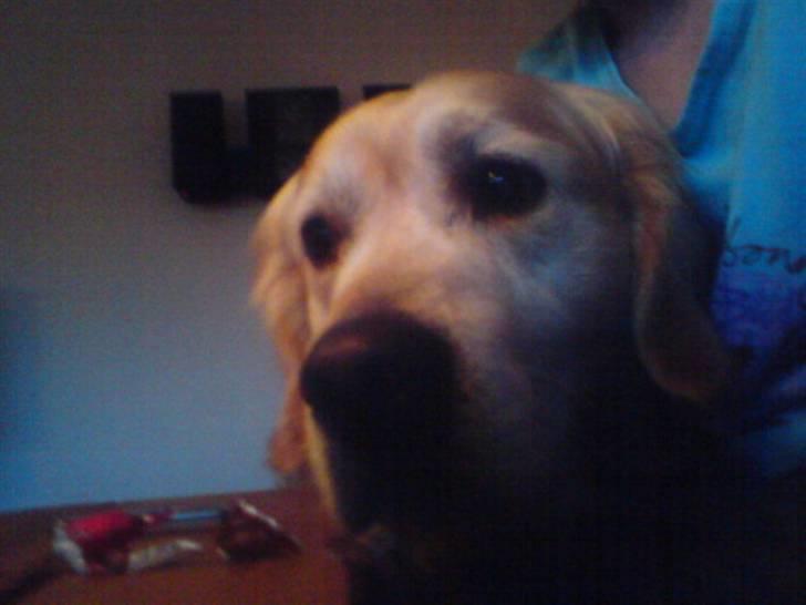 Golden retriever cosmo billede 2