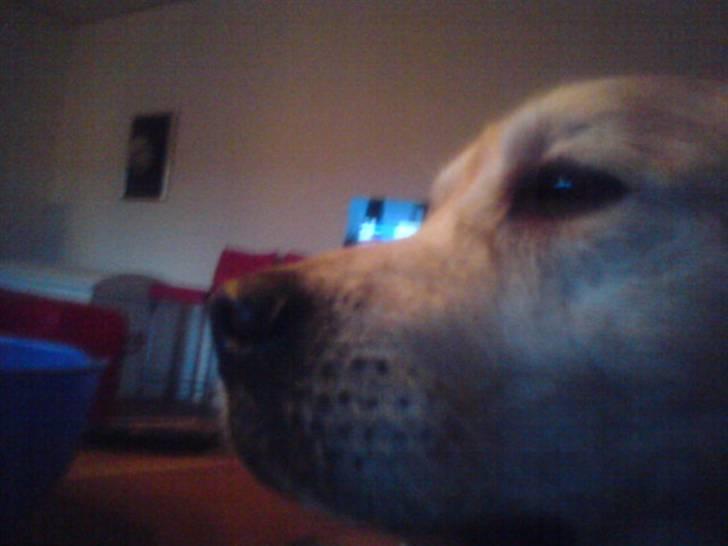 Golden retriever cosmo billede 3