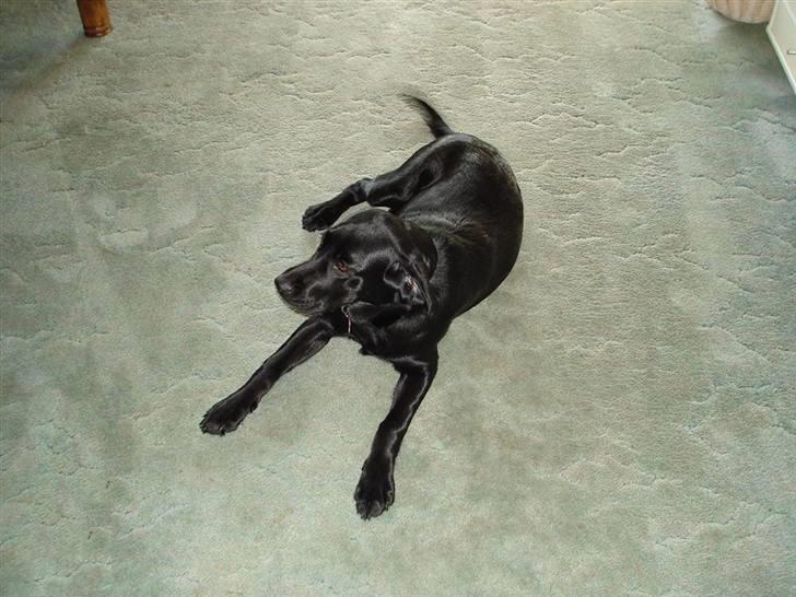 Labrador retriever Zafir. - Her har hun lige leget udenfor, og er nu helt rundt på guldvet!! billede 10