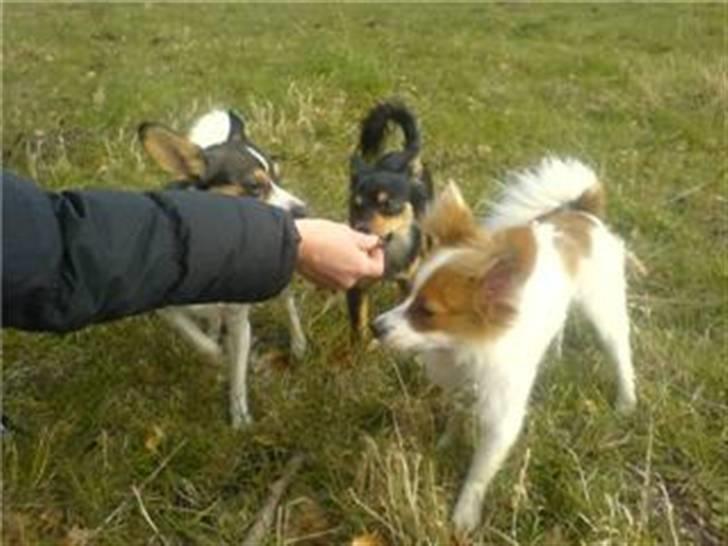 Papillon silke billede 6