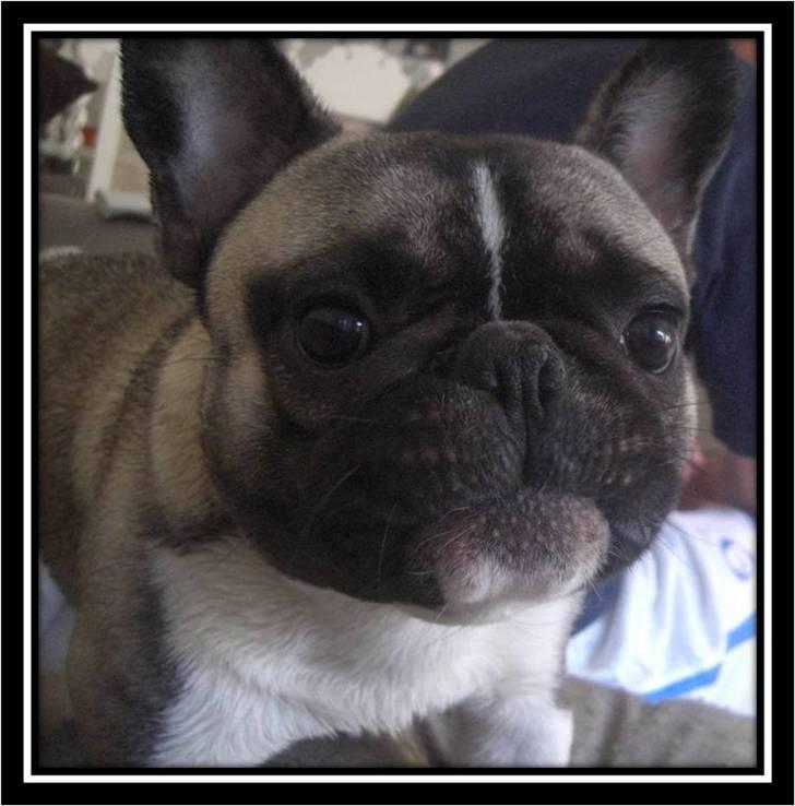Fransk bulldog Kato *RIP* - Kato knap 11 mdr. billede 18