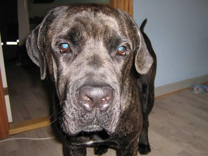 Cane corso Santana billede 7