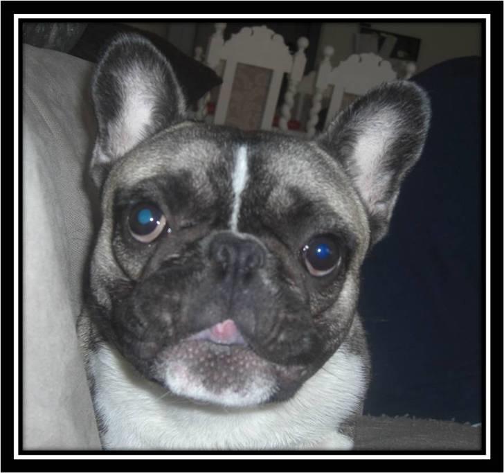Fransk bulldog Kato *RIP* - Rigtig fotogen :o) billede 19