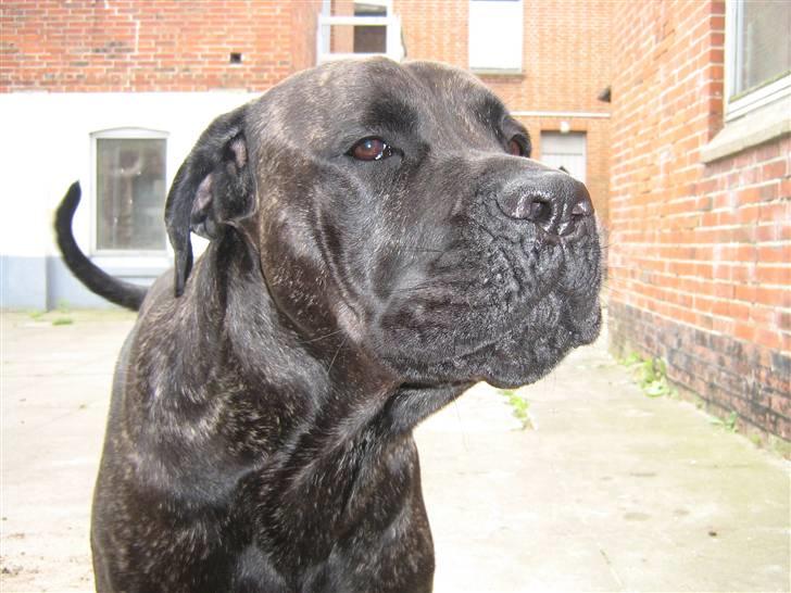 Cane corso Santana billede 8