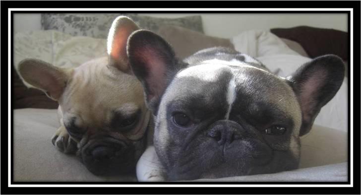 Fransk bulldog Kato *RIP* - "Her ligger jeg på sofaen og slapper af - ham den lille gut bag ved mig er min lillebror" billede 20