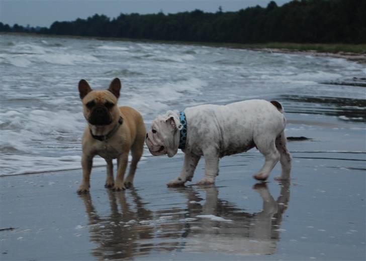 Fransk bulldog Milo - Milo og lillebror Douglas billede 19