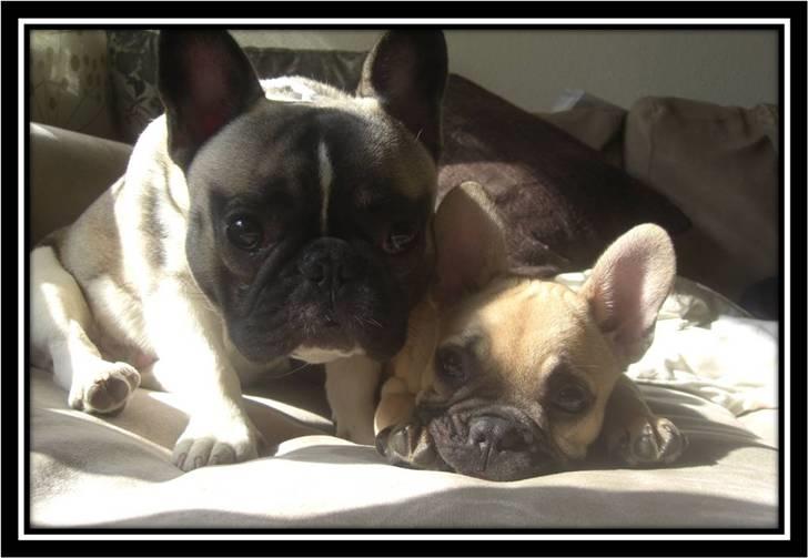 Fransk bulldog Milo - "Mig og min storebror, jeg savner ham!" billede 20