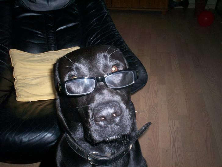 Blanding af racer Tyson - haha<3 billede 19