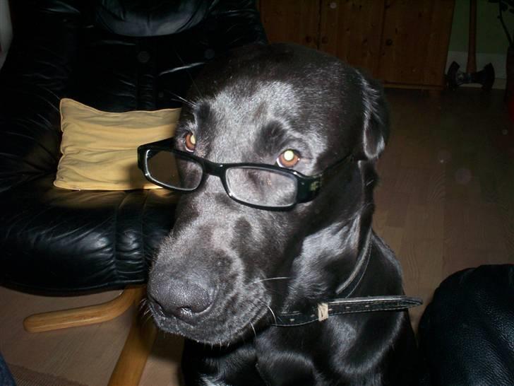 Blanding af racer Tyson - <3 billede 20