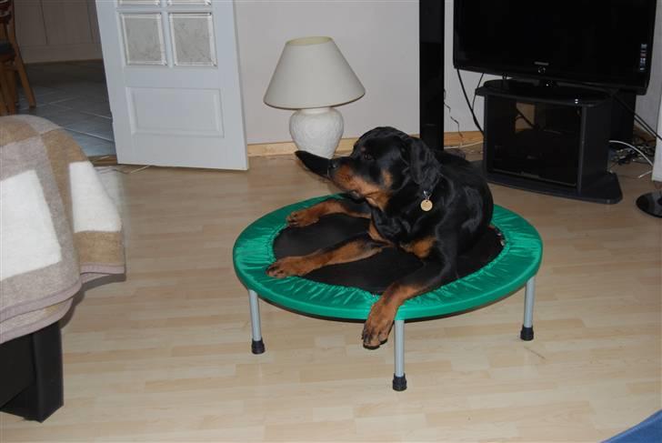 Rottweiler Catos - behøver man at hoppe på den her? billede 6