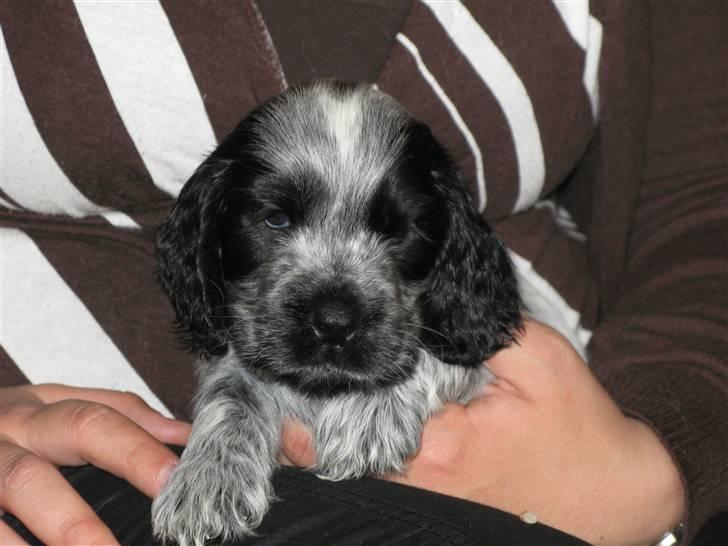 Cocker spaniel Basil billede 2