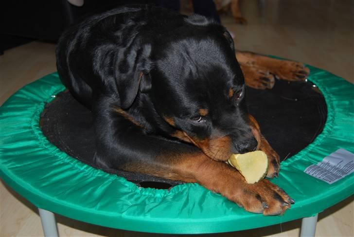 Rottweiler Catos - jeg holder øje med dig!!! billede 7