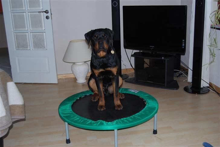 Rottweiler Catos - hvis jeg nu skal hoppe...vil du så hoppe med mig? billede 8