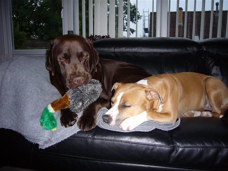 Amerikansk staffordshire terrier Milla - Han er sgu skør ham Satzmo, så ligger han bare der med sin and, når jeg vil ligge tæt... billede 9