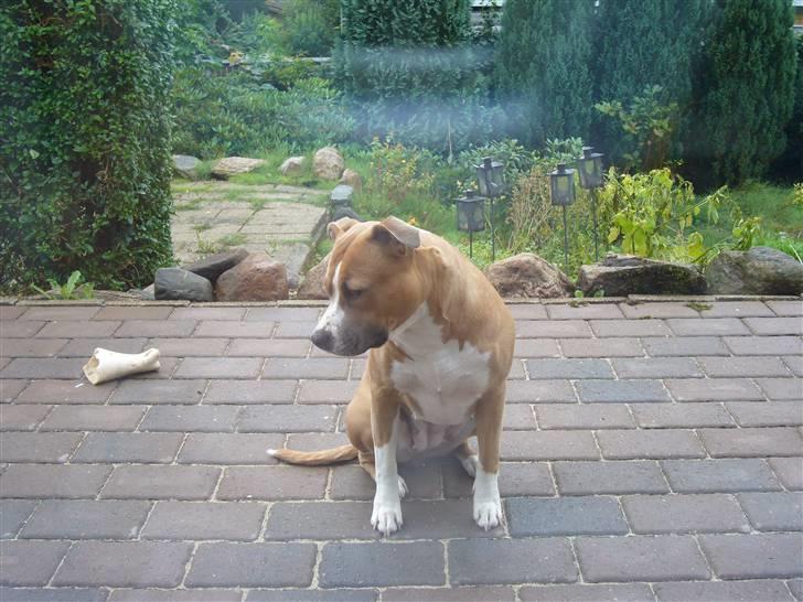 Amerikansk staffordshire terrier Milla billede 10