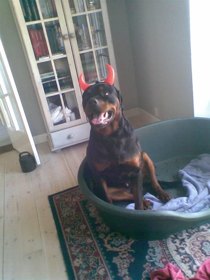 Rottweiler max billede 14